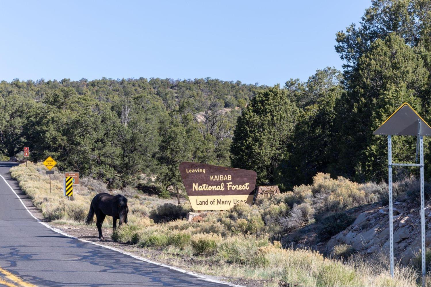 Black horse near road sign for Kaibab National Forest exit.