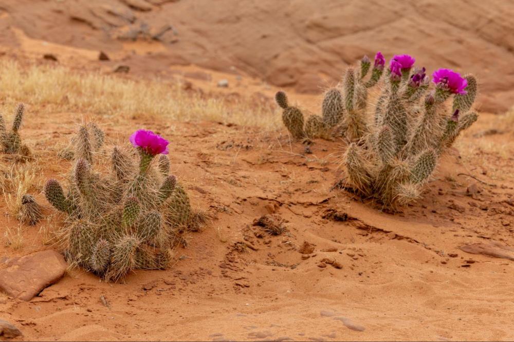 Cacti with purple flowers in sandy desert landscape.
